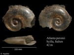 Caenogastropoda