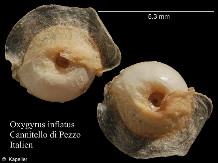 Oxygyrus inflatus