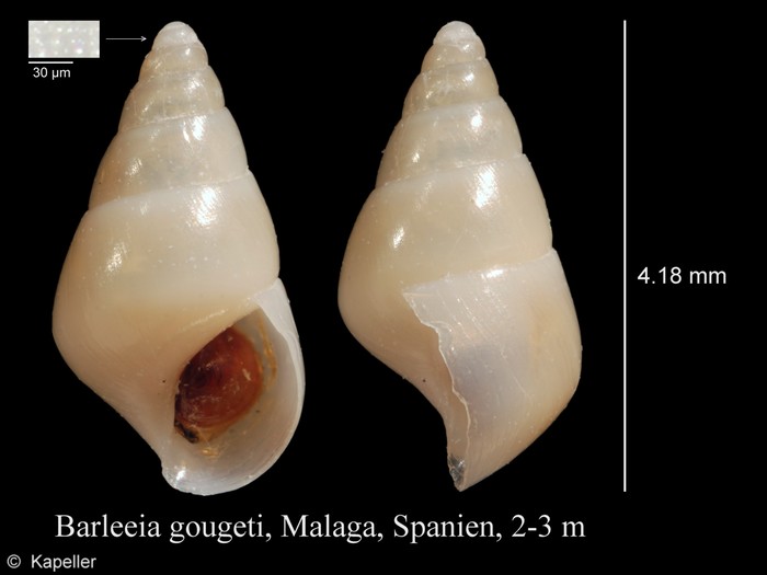 Barleeia gougeti Barleeia gougeti
