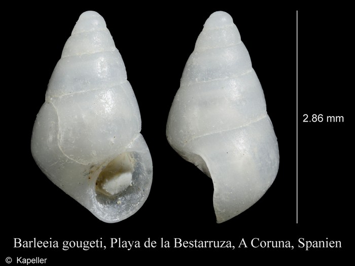 Barleeia gougeti Barleeia gougeti