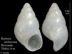 Caenogastropoda