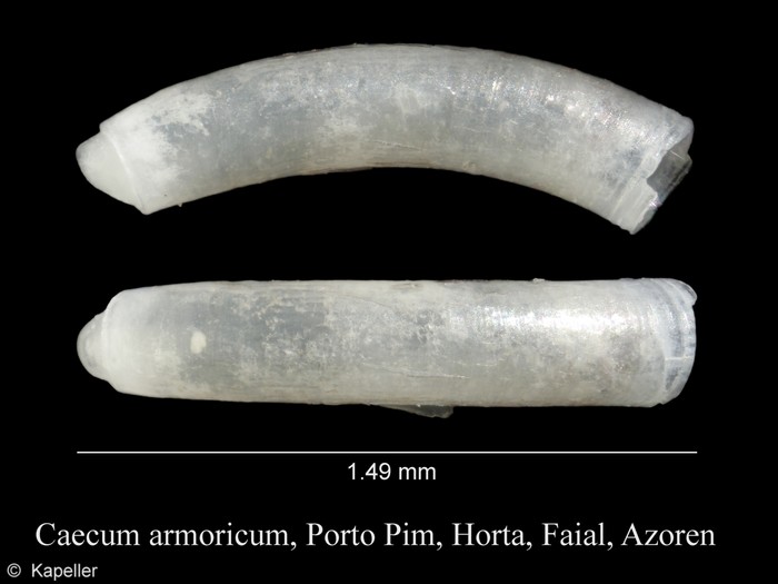 Caecum armoricum Caecum armoricum