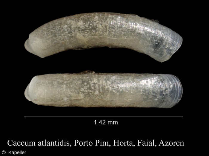 Caecum atlantidis