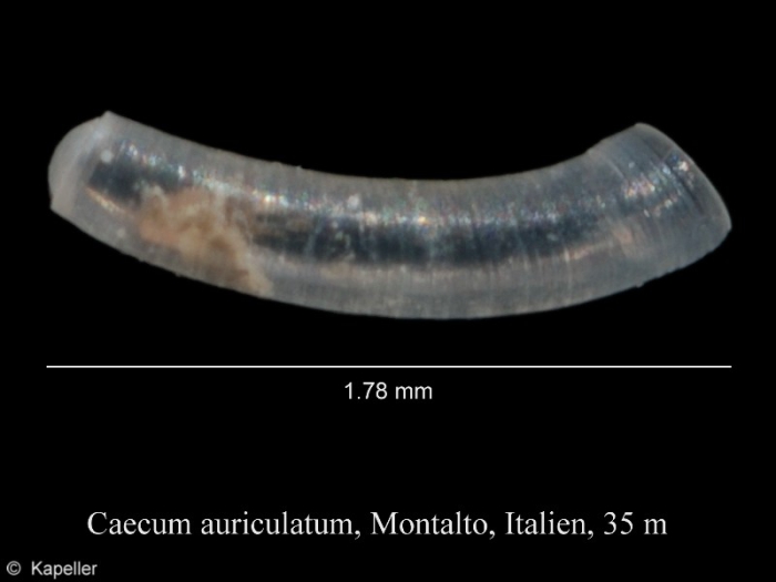 Caecum auriculatum