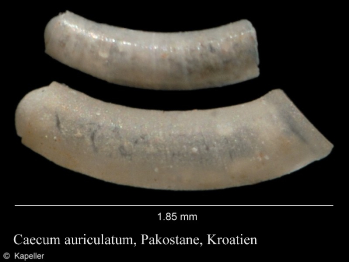 Caecum auriculatum