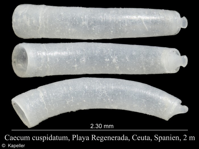 Caecum cuspidatum