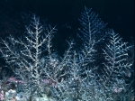 Hydrozoa (hydroids)