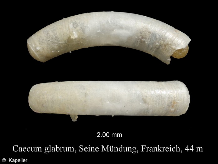 Caecum glabrum