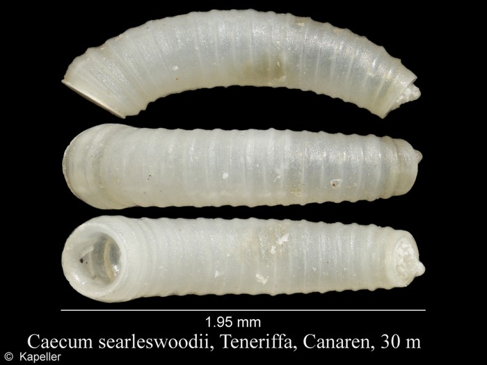 Caecum searleswoodii