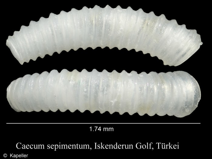 Caecum sepimentum Caecum sepimentum