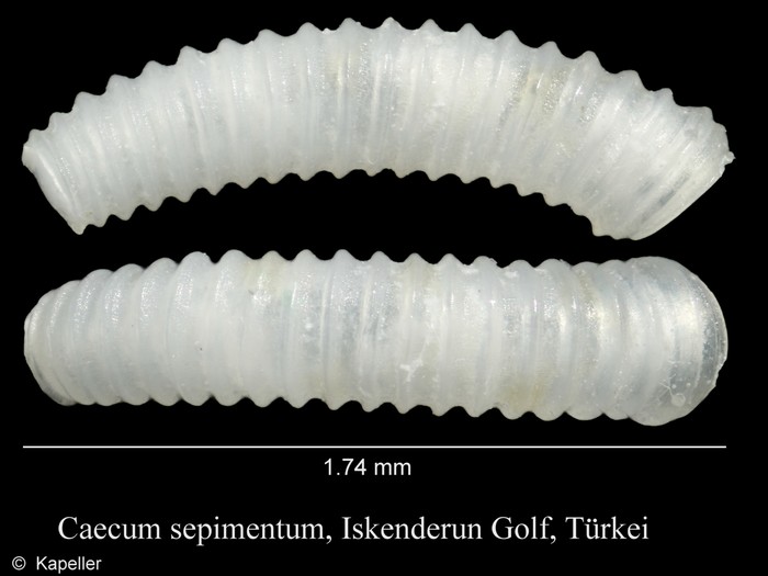 Caecum sepimentum