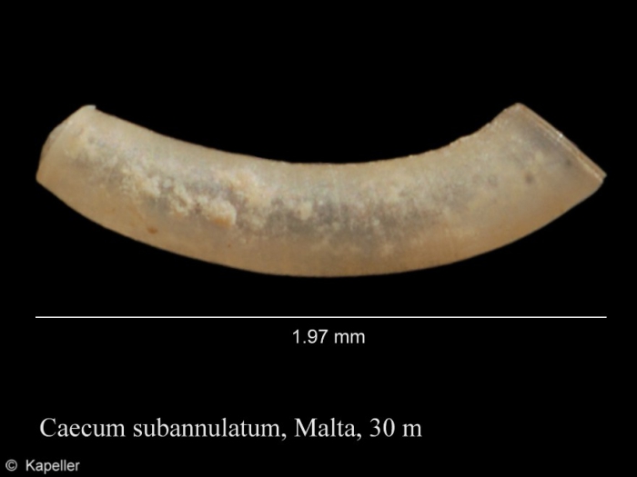 Caecum subannulatum