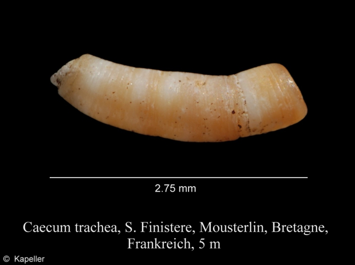 Caecum trachea