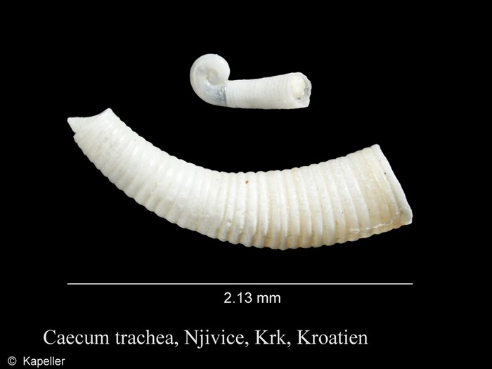 Caecum trachea