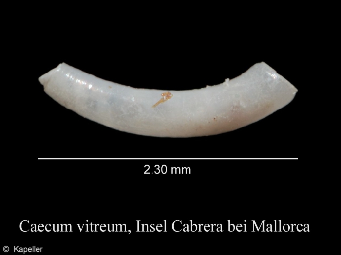 Caecum vitreum Caecum vitreum