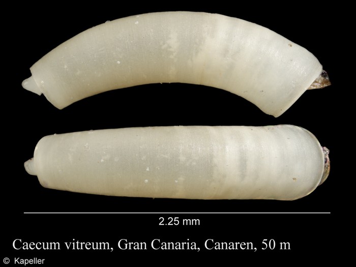 Caecum vitreum Caecum vitreum