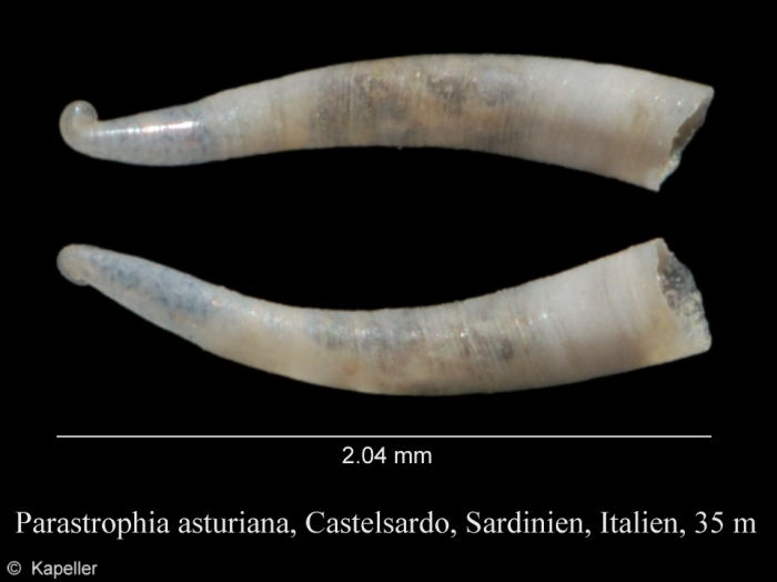 Parastrophia asturiana Parastrophia asturiana