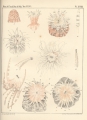 Anthozoa