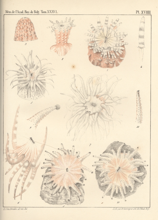 Van Beneden (1867, pl. 19) Van Beneden (1867, pl. 19)