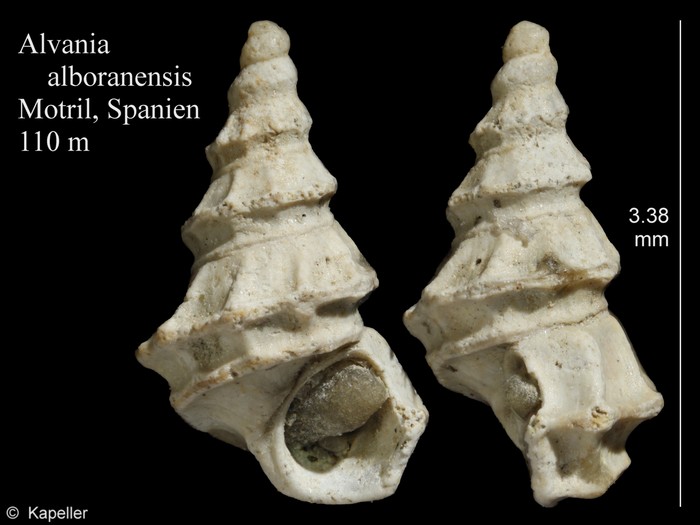 Alvania alboranensis Alvania alboranensis