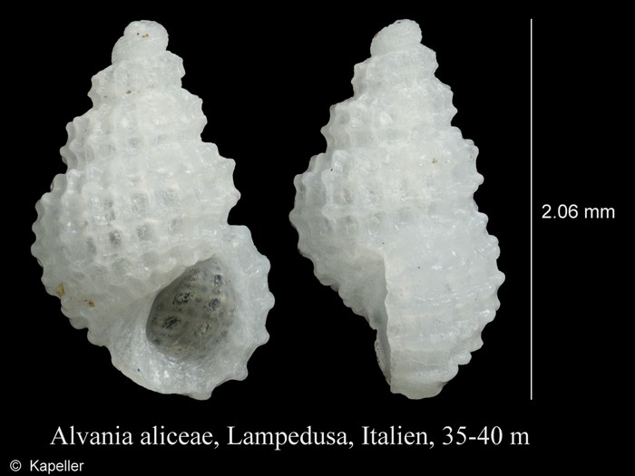 Alvania aliceae Alvania aliceae