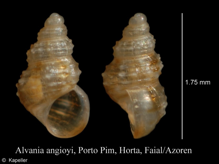 Alvania angioyi Alvania angioyi