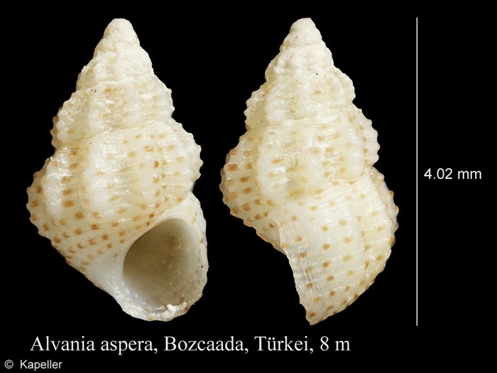 Alvania aspera Alvania aspera