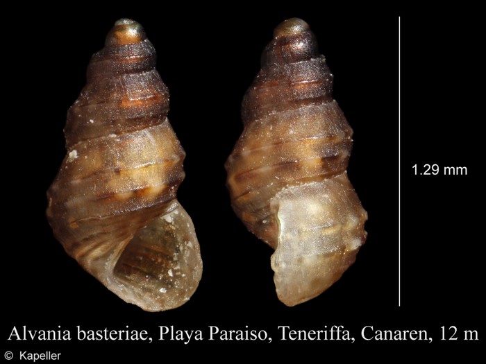 Alvania basteriae Alvania basteriae