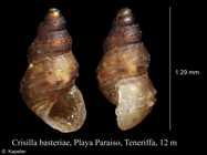 Crisilla basteriae