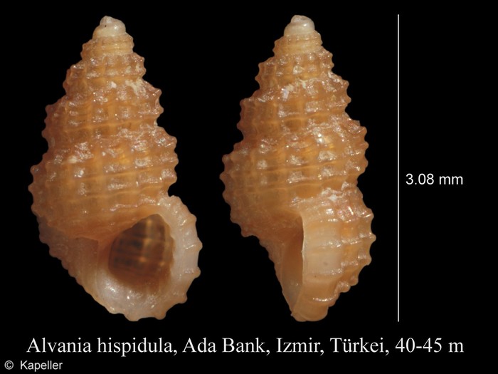 Alvania hispidula Alvania hispidula