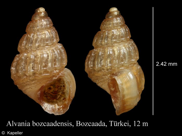 Alvania bozcaadensis Alvania bozcaadensis