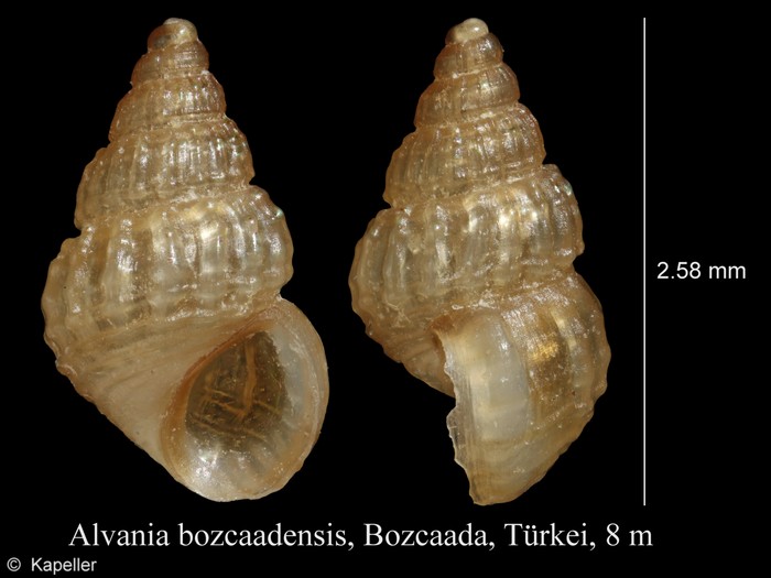 Alvania bozcaadensis Alvania bozcaadensis