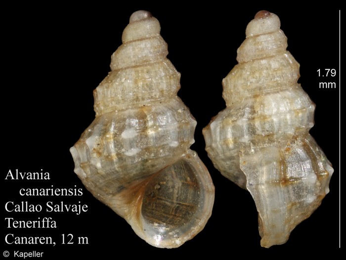Alvania canariensis Alvania canariensis
