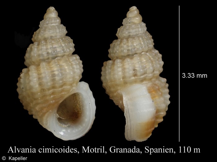 Alvania cimicoides