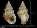 Mollusca (molluscs)