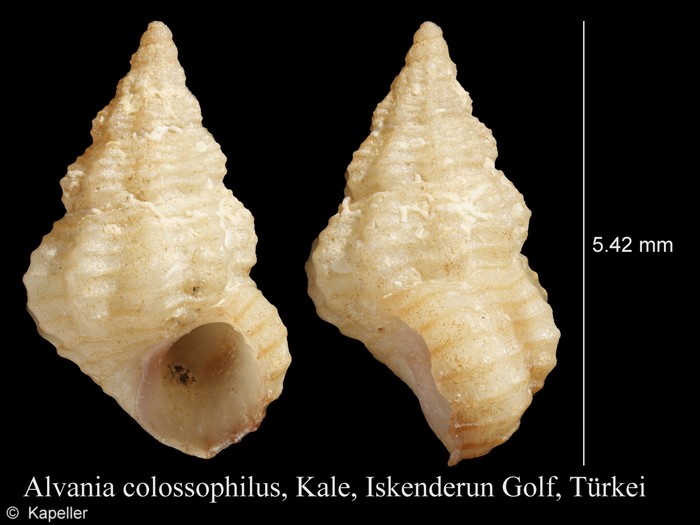 Alvania colossophilus Alvania colossophilus