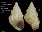 Alvania colossophilus