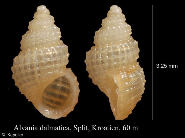 Alvania dalmatica Alvania dalmatica