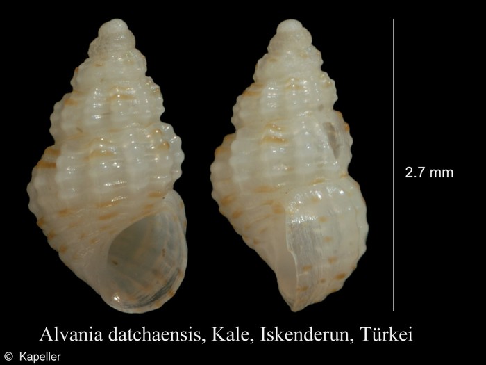 Alvania datchaensis Alvania datchaensis