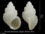 Alvania dianiensis