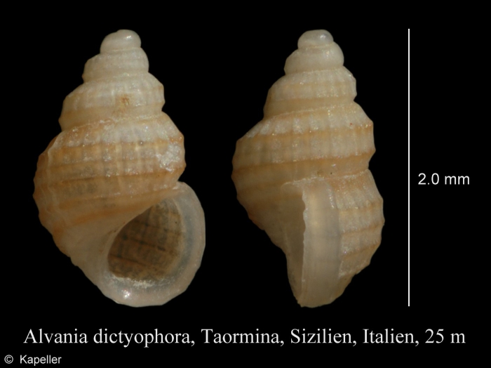 Alvania dictyophora Alvania dictyophora