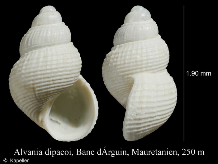 Alvania dipacoi Alvania dipacoi