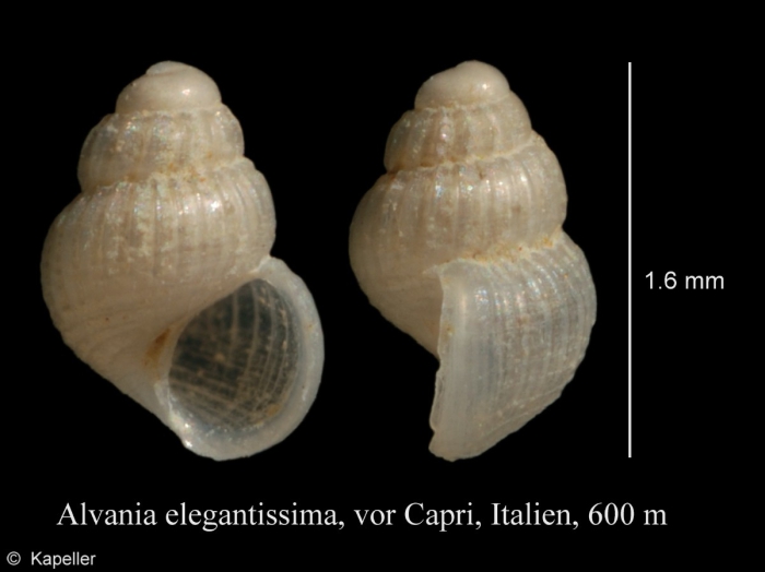 Alvania elegantissima Alvania elegantissima