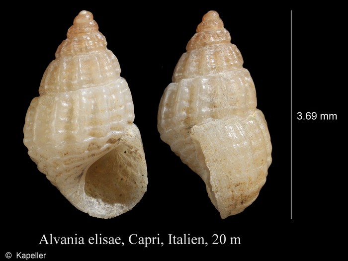 Alvania elisae Alvania elisae