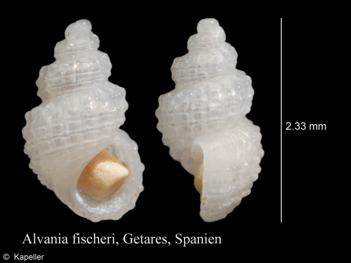 Alvania fischeri Alvania fischeri