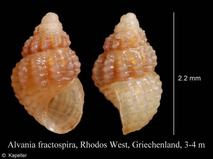 Alvania fractospira Alvania fractospira