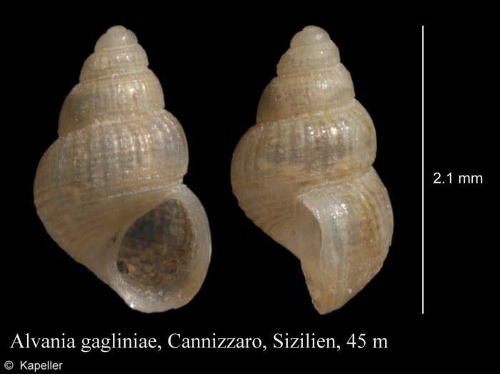 Alvania gagliniae Alvania gagliniae