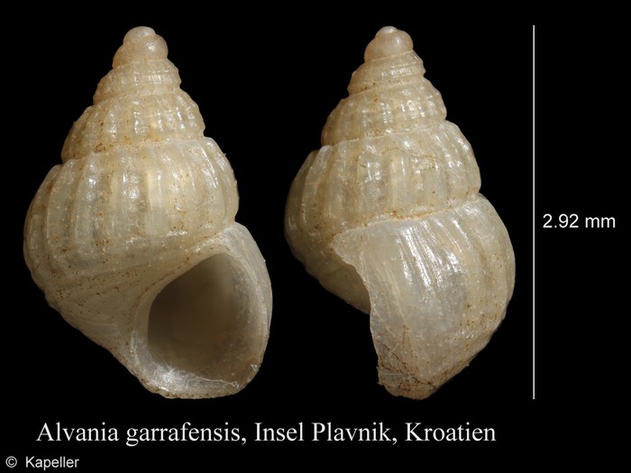 Alvania garrafensis