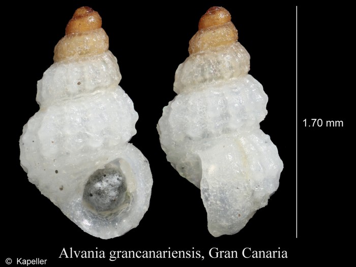 Alvania grancanariensis Alvania grancanariensis