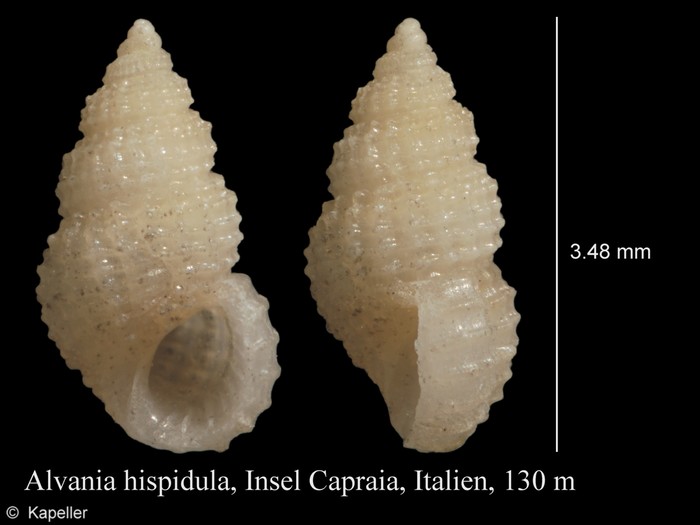 Alvania hispidula